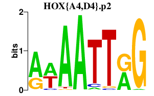 logo of HOX{A4,D4}.p2
